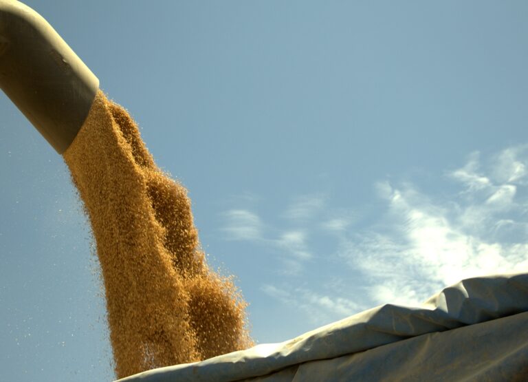 cargando trigo retocado 768x555