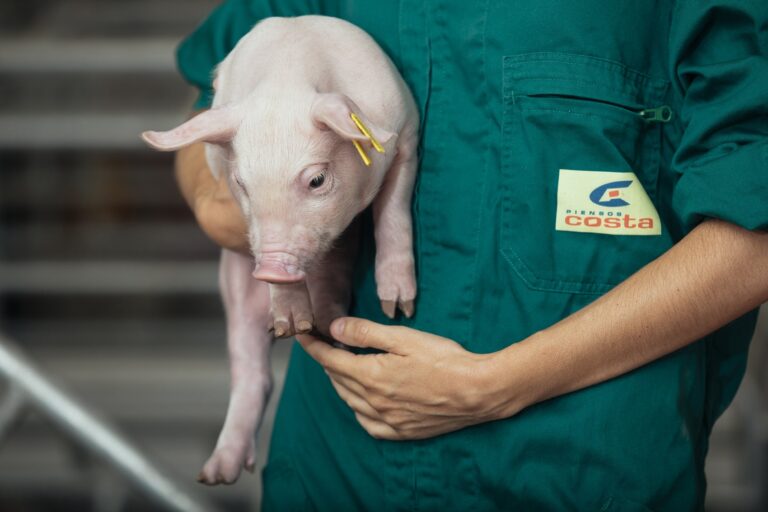 Piensos Costa 2 768x512